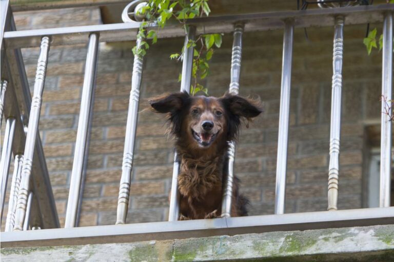 Homeowner Says Her Upstairs Neighbor’s Dog Turned the Balcony Into a Bathroom, Then One Overflowing Patch of “Grass” Sent $500 of Damage Sliding Over the Railing