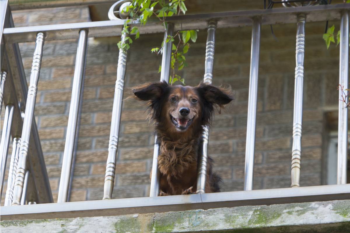 Homeowner Says Her Upstairs Neighbor’s Dog Turned the Balcony Into a Bathroom, Then One Overflowing Patch of “Grass” Sent $500 of Damage Sliding Over the Railing