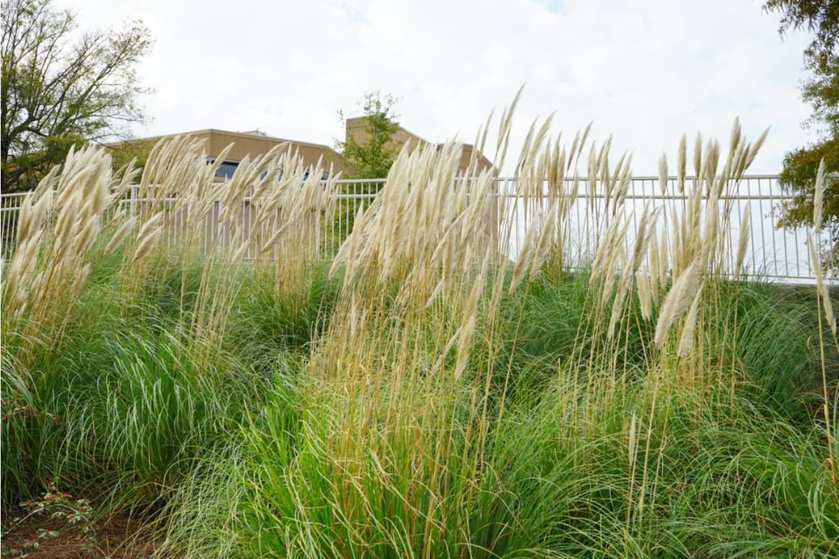 Homeowner Says Her Young Neighbor Let His Lawn Turn Into a Jungle, Then She Faced a Choice Between Reporting Him and Doing the Work Herself