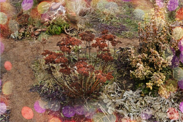 Homeowner Says His Neighbor Left Human Waste Beside His Favorite Smoking Spot, Then His Dying Garden Revealed the Neighbor Had Crossed an Even Bigger Line