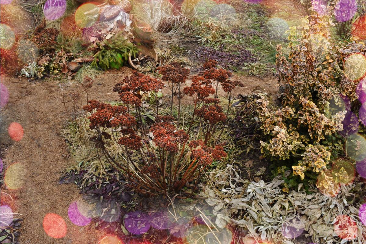 Homeowner Says His Neighbor Left Human Waste Beside His Favorite Smoking Spot, Then His Dying Garden Revealed the Neighbor Had Crossed an Even Bigger Line