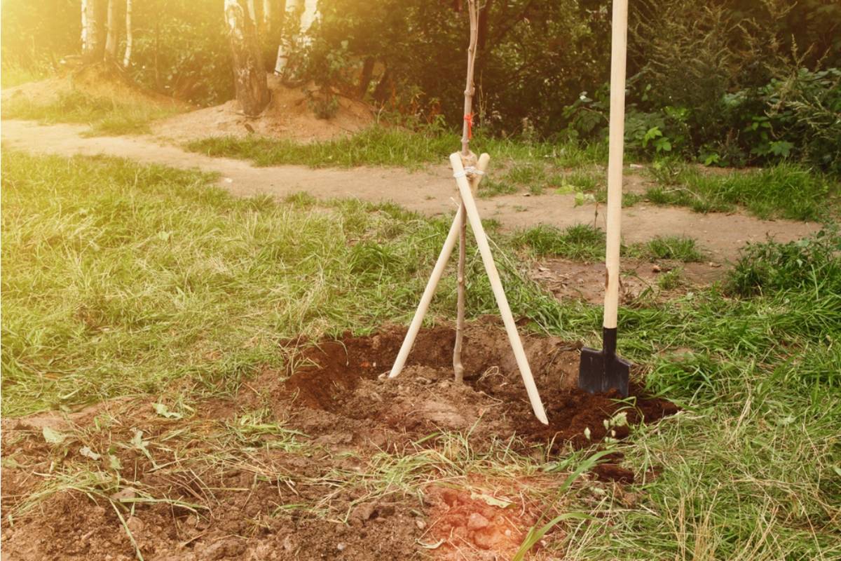 Homeowner Says His Neighbor Planted Trees Directly on the Property Line After Earlier Disputes, Then Started Mowing Into His Yard Around Them