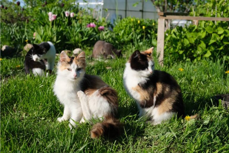 Homeowner Says His Neighbor’s Garden Became Home to More Than 20 Cats, Then Dead Kittens Started Appearing Along the Fence