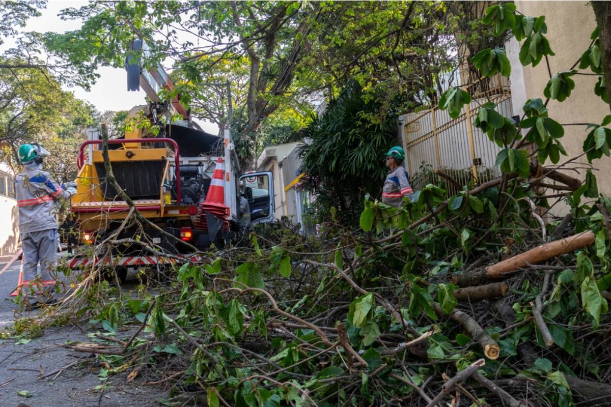 Homeowner Says His Neighbor’s Tree Crew Cut Down a Holly Tree on His Property, Then the Company’s Apology Took a Very Unexpected Turn