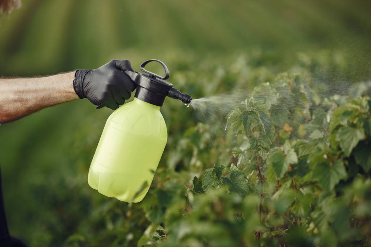 Homeowner Says Neighbor Built a Second Fence to Solve His Weed Problem, Then Started Spraying Herbicide Into Her Bee-Friendly Garden