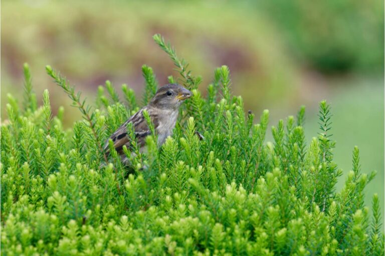Homeowner Says Neighbor Installed a Bird Alarm to Protect Her Precious Garden, Then the Constant Screeching Turned the Whole Street Against Her