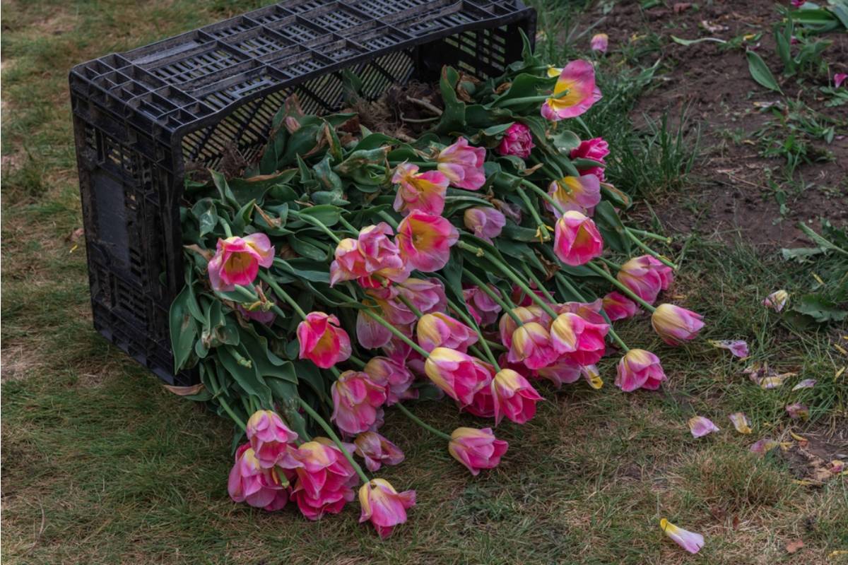 Homeowner Says Neighborhood Kids Turned Her Mother's Flower Garden Into a Soccer Field, Then One Damaged Plant Finally Forced the Family to Draw a Line