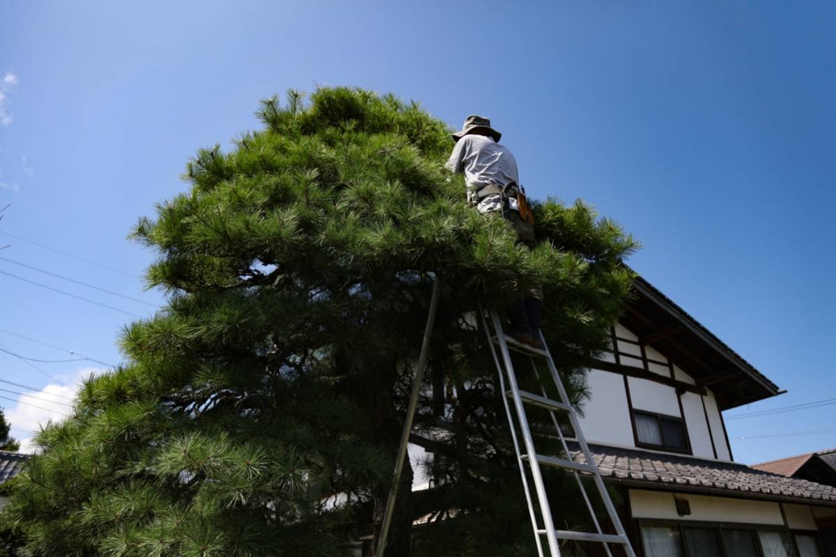 Homeowner Says Neighbors Claimed They Were Cutting Another Tree, Then Removed a Massive Limb From Her 100-Year-Old Maple