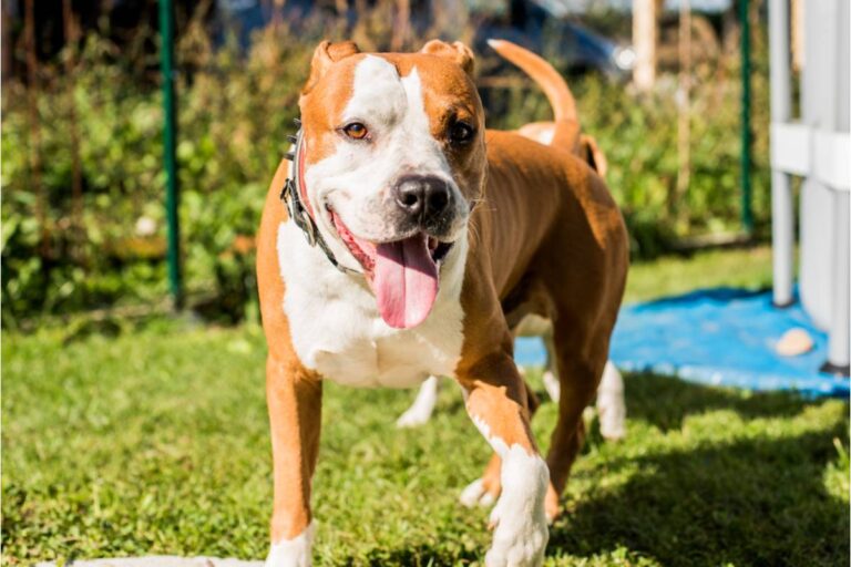 Homeowner Says Six Neighbor Dogs Turned Her Front Garden Into a No-Go Zone, Until One Morning Their Flimsy Fence Finally Gave Her the Evidence She Needed