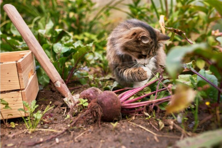 Homeowner Says Three Neighboring Cats Turned Her Vegetable Garden Into Their Private Litter Box, Until One Garden Trick Finally Made Them Choose Another Yard