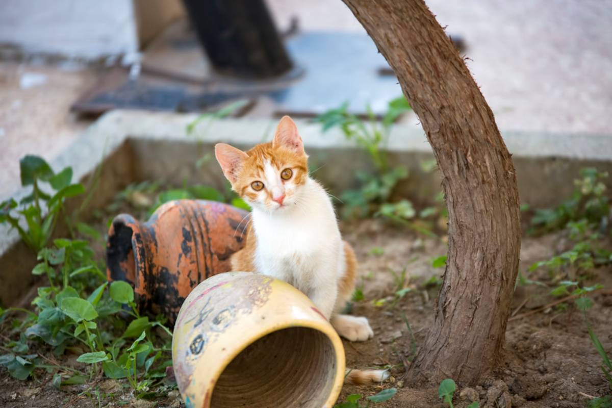 Homeowner Says Three Soccer Balls Destroyed Her New Garden Plants, Then a Neighbor’s Wandering Cat Turned the Quiet Backyard Into an All-Night Battle
