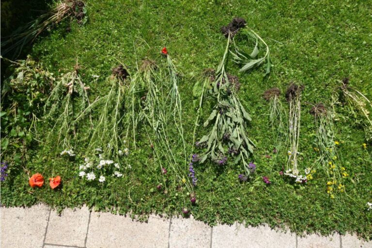 Homeowner Says Three Years of Pollinator Gardening Vanished Overnight, Then Neighbors Revealed Someone Had Arrived With a Mower, Weed Whacker and an Axe