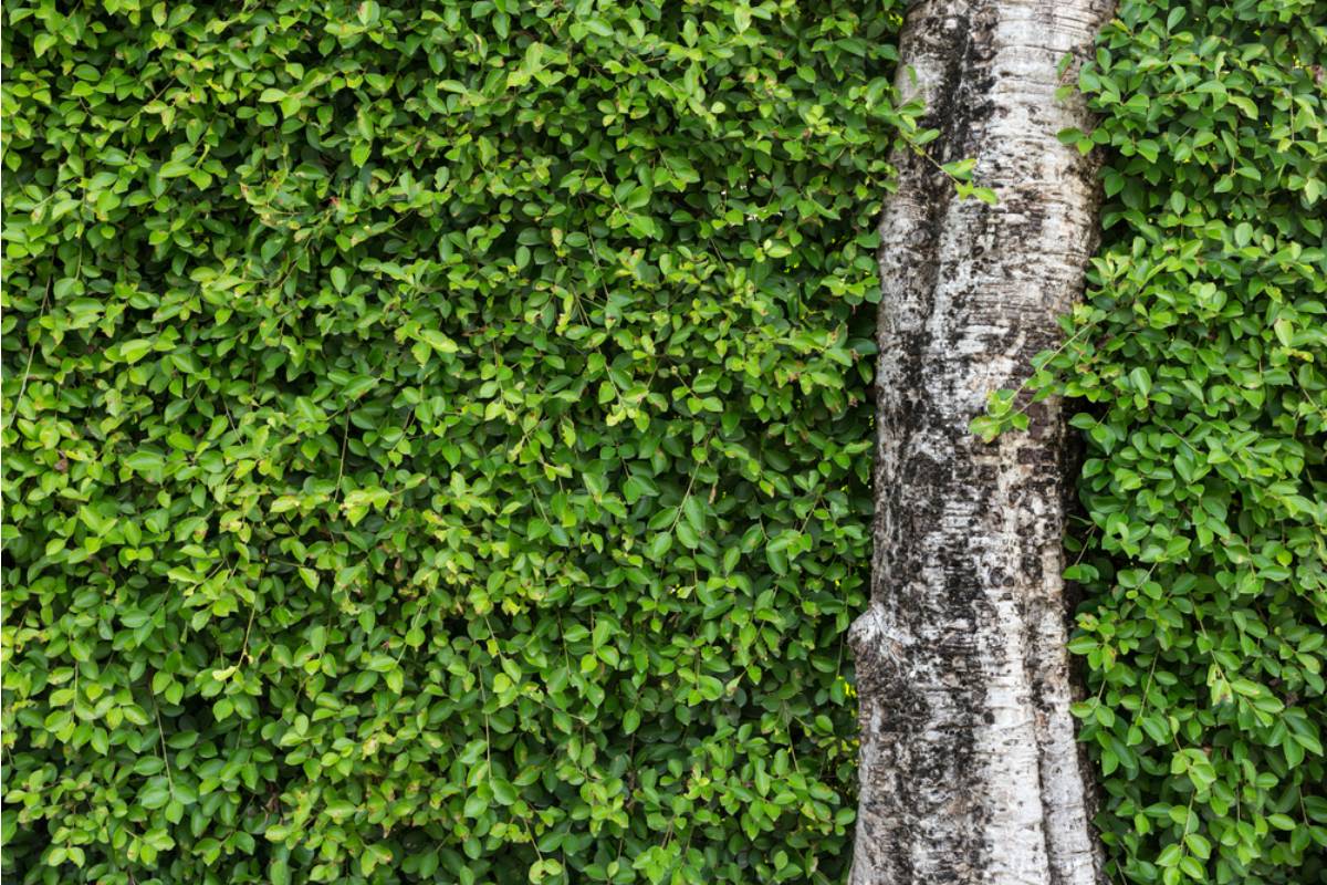 Homeowner Says Years of Battling Fence-Line Overgrowth Led to a 30-Foot Tree Growing Between Two Fences, Then a New Fence Plan Turned the Backyard Into a Property-Line Mystery