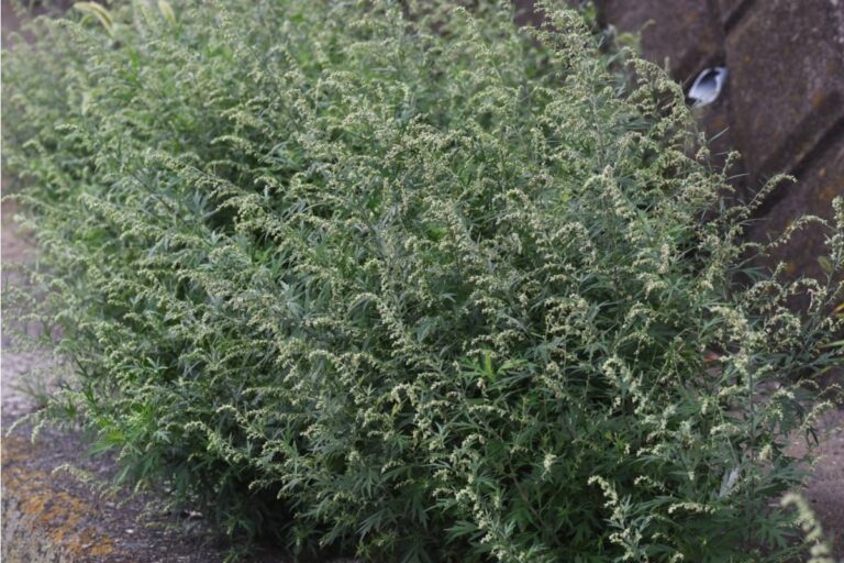 Homeowner Says a Difficult Neighbor Suddenly Grew a Mystery Plant Above the Fence, Then He Realized Exactly What Was Happening