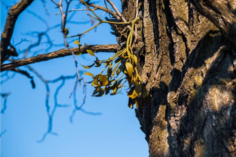 Homeowner Says a Free Yard Cleanup Left His Favorite Tree Covered in Mistletoe, Then He Started Wondering Who Should Pay to Save It