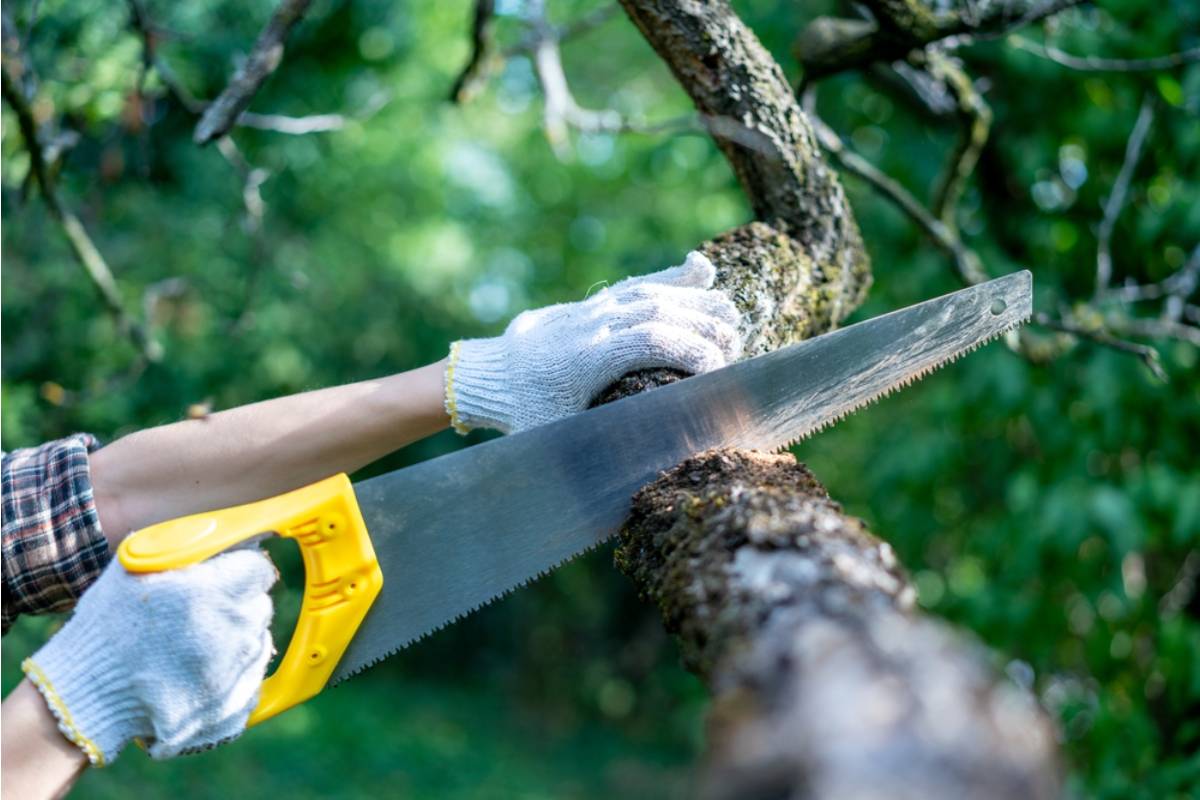 Homeowner Says a Neighbor Agreed to Trim a 50-Year-Old Bay Tree Before New Tenants Arrived, Then Cut Half of It Across the Property Line