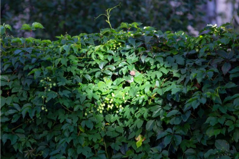 Homeowner Says a Neighbor Hated His Wild Hedge, Then Secretly Trimmed the Poison Ivy and Discovered It Wasn't So Easy to Kill