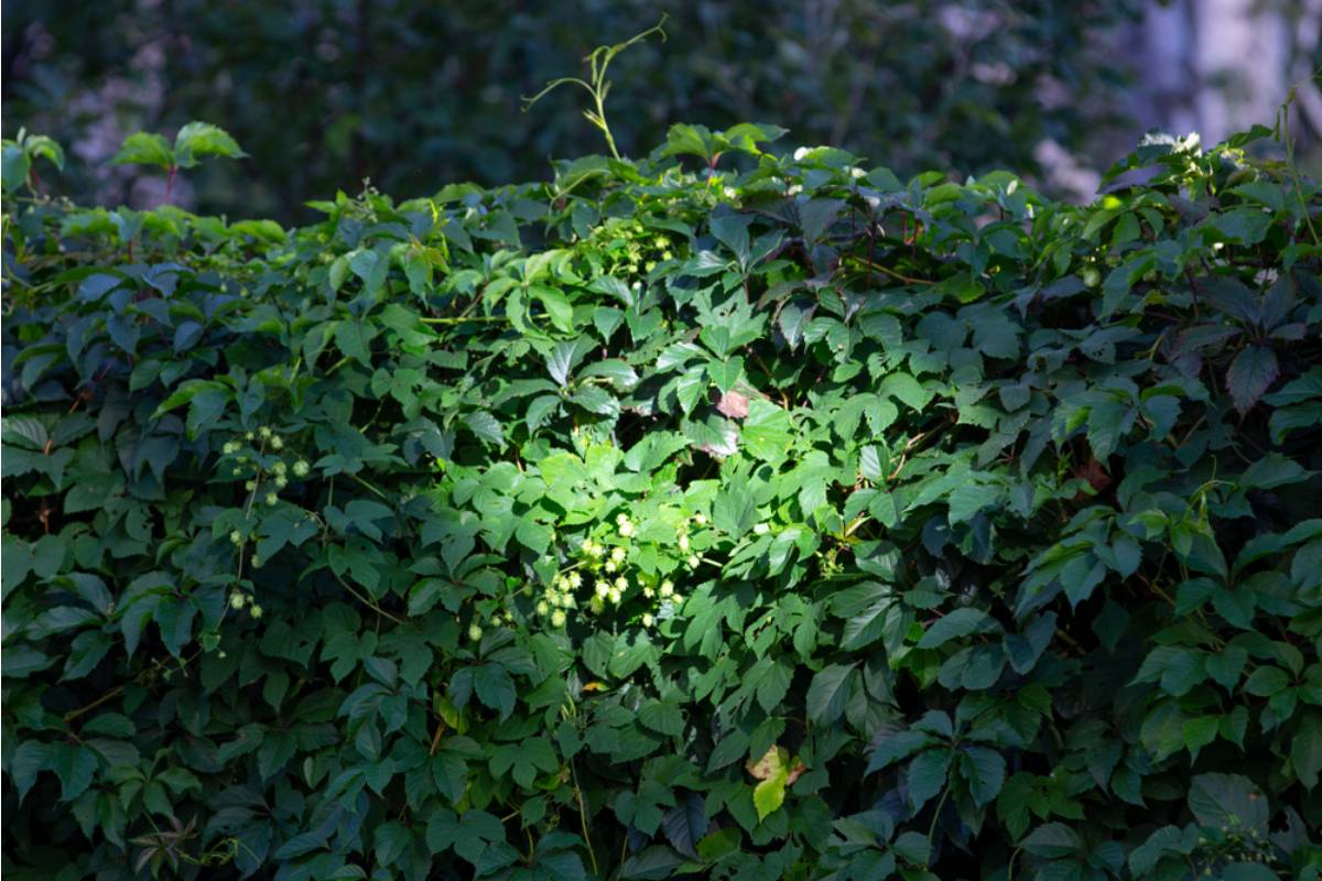Homeowner Says a Neighbor Hated His Wild Hedge, Then Secretly Trimmed the Poison Ivy and Discovered It Wasn't So Easy to Kill