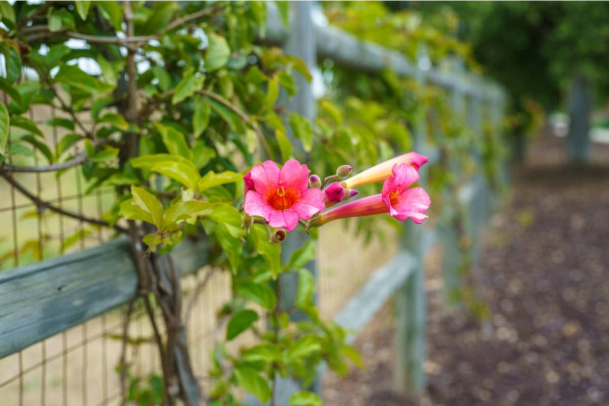 Homeowner Says a Neighbor Planted a Trumpet Vine Along Their Shared Fence, Then Watched It Push Through the Boards in Just 25 Days
