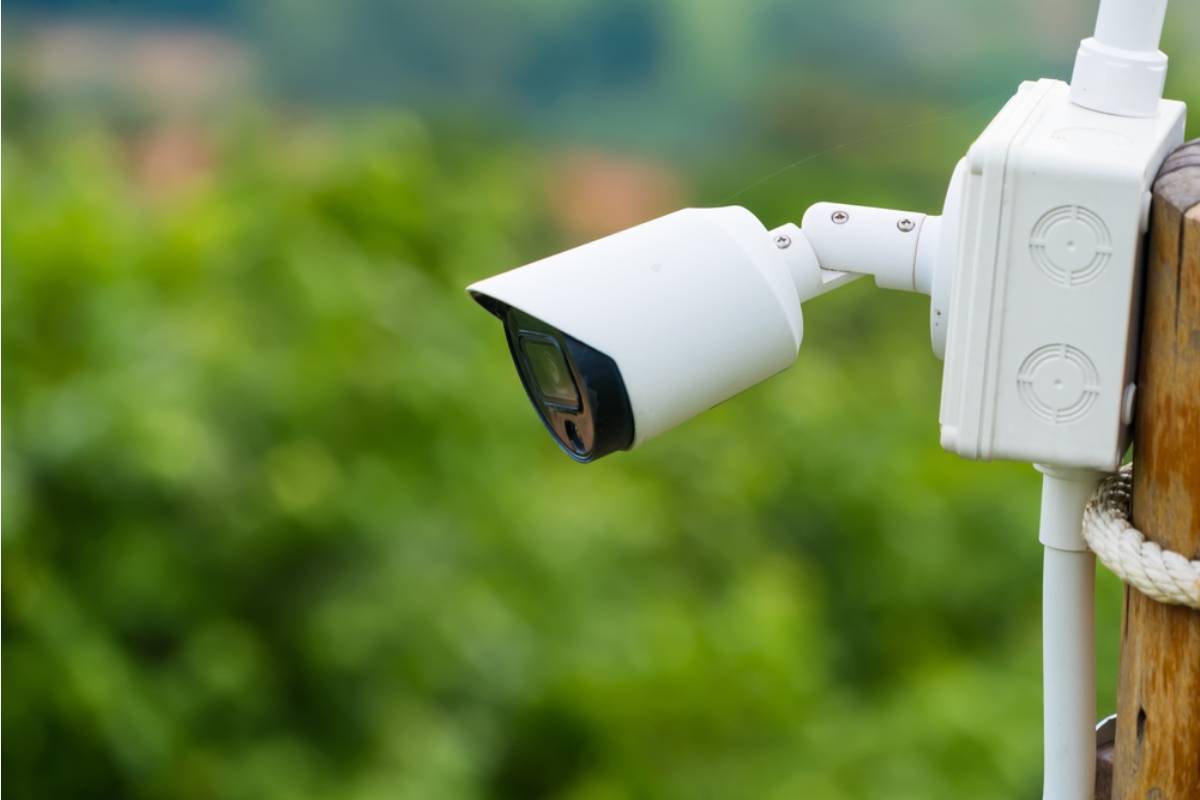 Homeowner Says a Neighbor Put a Camera Beside the Fence After a Tree Branch Shaded Her Garden, So the Family Turned Their Backyard Into a Living Privacy Screen
