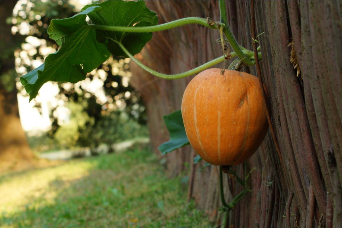 Homeowner Says a Neighbor's Pumpkin Vine Climbed Onto His Fence, Then One Mowing Session Turned Into a Full-Blown Garden Feud
