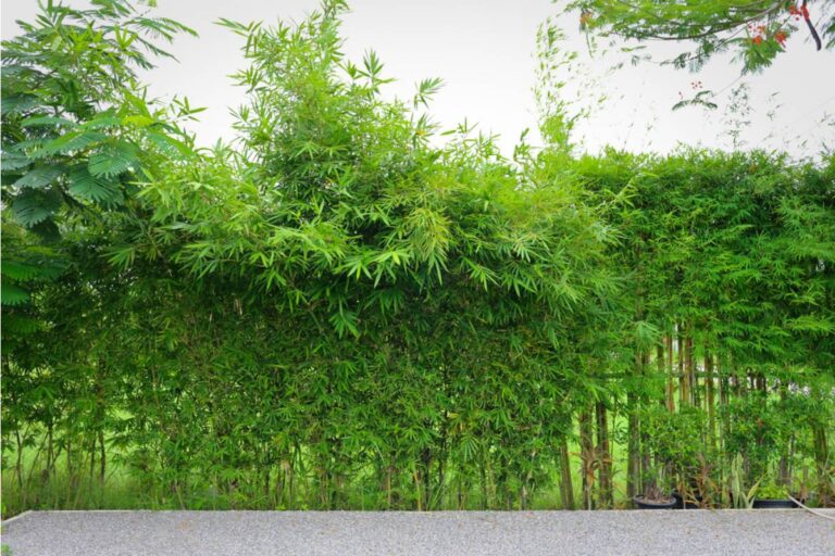 Homeowner Says a Neighbor's Twenty-Year-Old Bamboo Hedge Kept Crossing Property Lines, Then a Spring Shoot Appeared Beside His Pool