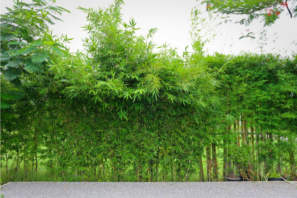 Homeowner Says a Neighbor's Twenty-Year-Old Bamboo Hedge Kept Crossing Property Lines, Then a Spring Shoot Appeared Beside His Pool