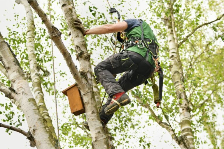 Homeowner Says a Property Manager Promised a Minor Tree Trim for Four Massive Backyard Trees, Then Returned to Find Almost Nothing Left but Bare Branches