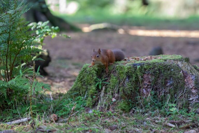 Homeowner Says a Rotten Maple Had Become Too Dangerous to Keep, Then Watched a Confused Squirrel Return to the Stump Looking for His Lost Home