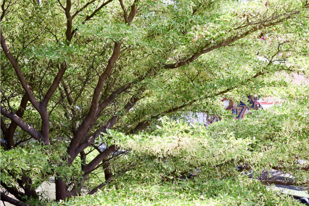Homeowner Says a Rotting Black Cherry Tree Leaned Toward His House and Power Line, Then He Realized the Biggest Risk Might Be Proving His Neighbor Knew It Was Dangerous