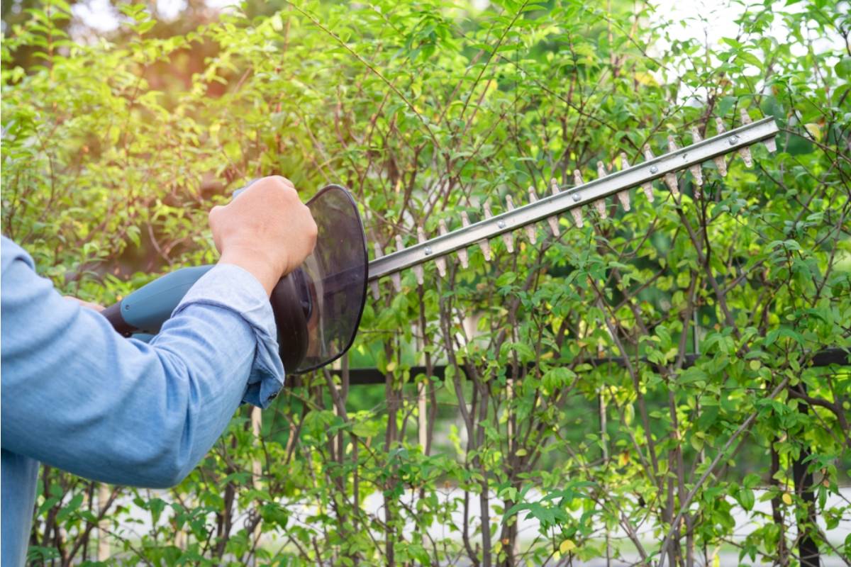 Homeowner Says a Simple Tree Trimming Project Turned Into a Family Power Struggle, Then Her Animal Enclosures Became the Next Target