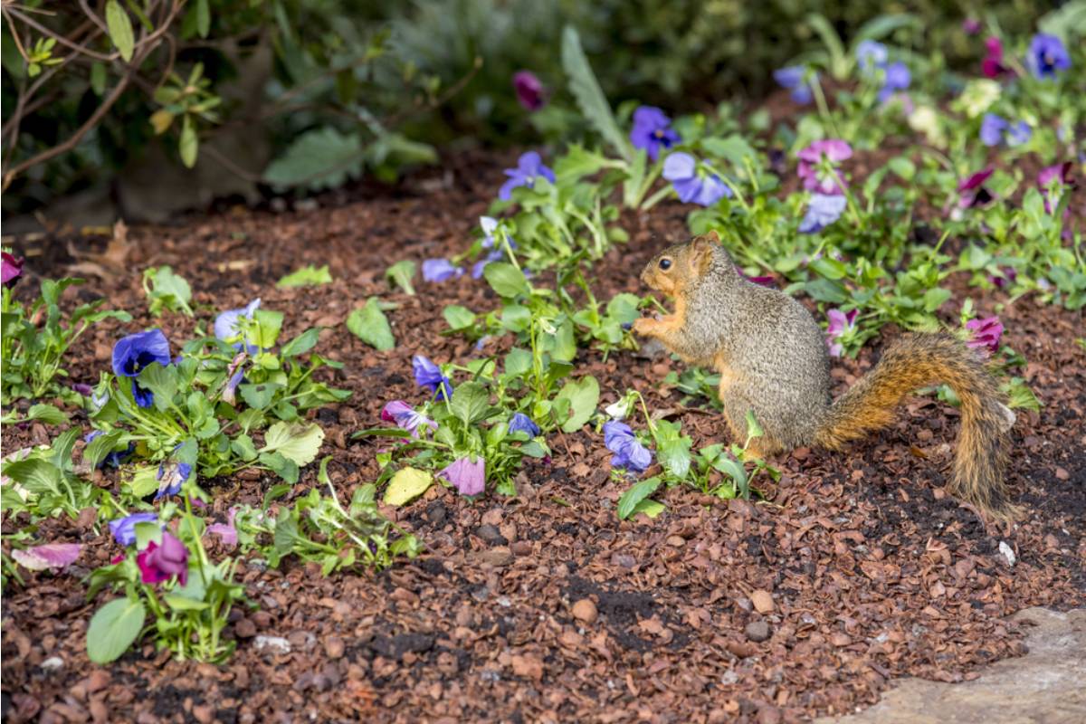 Homeowner Says a Squirrel Destroyed Her Bamboo Trellis to Reach the Neighbor’s Trees, Then Her Garden Defense Took an Unexpected Turn