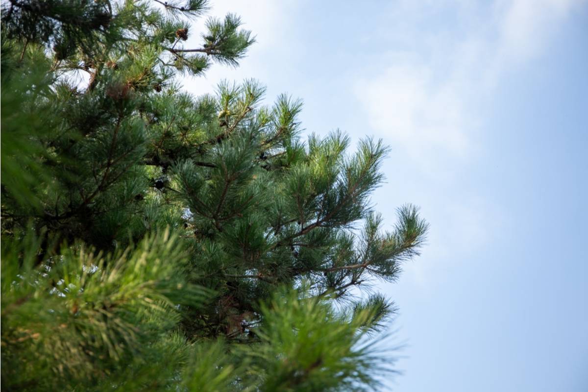 Homeowner Says a Thirty-Year-Old Pine Tree Finally Crashed Into Her Flower Garden, Then Her Neighbor Wanted the Stump Removed Through Her Carefully Built Landscaping