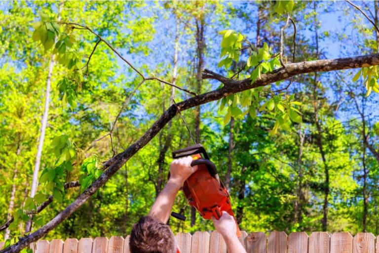 Homeowner Says a Tree Trimming Crew Left Branches in Her Neighbor’s Garden, Then a Simple Cleanup Turned Into a Strange Demand for Her Insurance