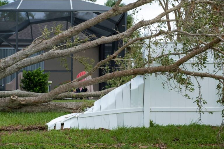 Homeowner Says a Tree on Her Property Slowly Fell Into Her Neighbor’s Yard, Then She Agreed to Pay for Removal Before Discovering the Branches Might Have Been Their Problem