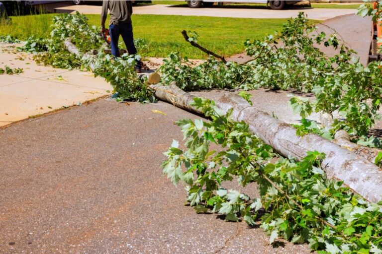 Homeowner Says a Wealthy Neighbor Cut Down a Dozen City Trees to “Stop Dangerous Bamboo,” Then Admitted Better Waterfront Views Were Another Reason