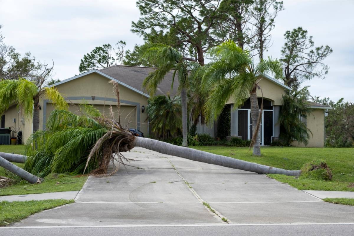 Homeowner Says a Windstorm Sent His Neighbor’s Tree Crashing Into the Driveway, Then the Remaining Hollow Trunk Became a Waiting Disaster