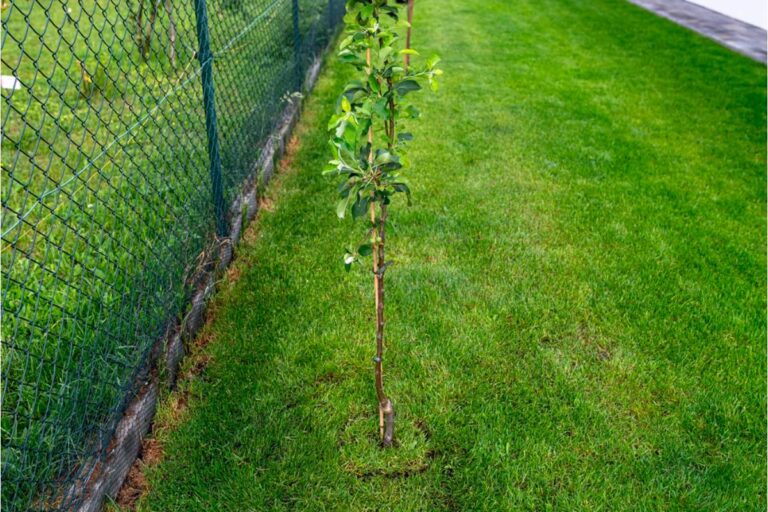 Homeowner Says an Abandoned Yard Let Saplings Crowd Her Vinyl Fence, Then One Simple Question Turned a Gardening Chore Into a Property-Line Mystery