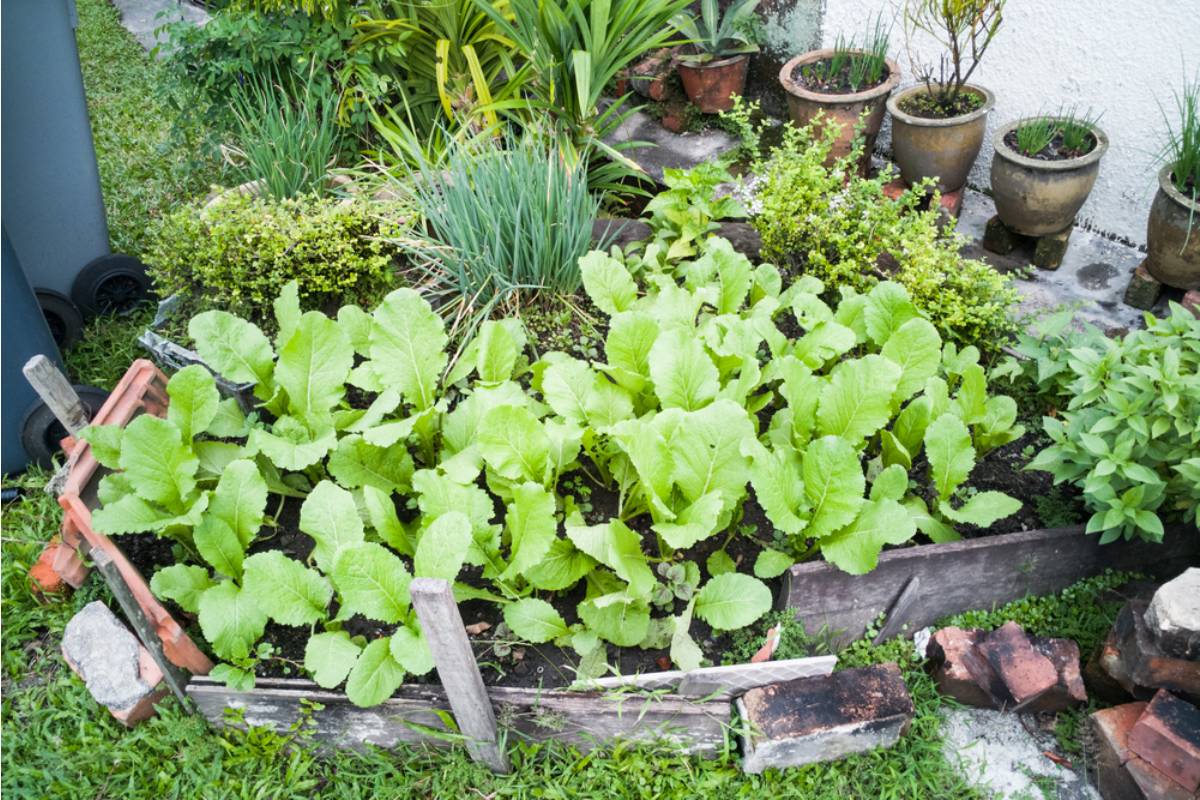 Homeowner Says an Older Neighbor Started Harvesting Her Front-Yard Vegetable Garden Without Asking, Then Left a Thank-You Message Explaining Why He Thought the Produce Was His to Take