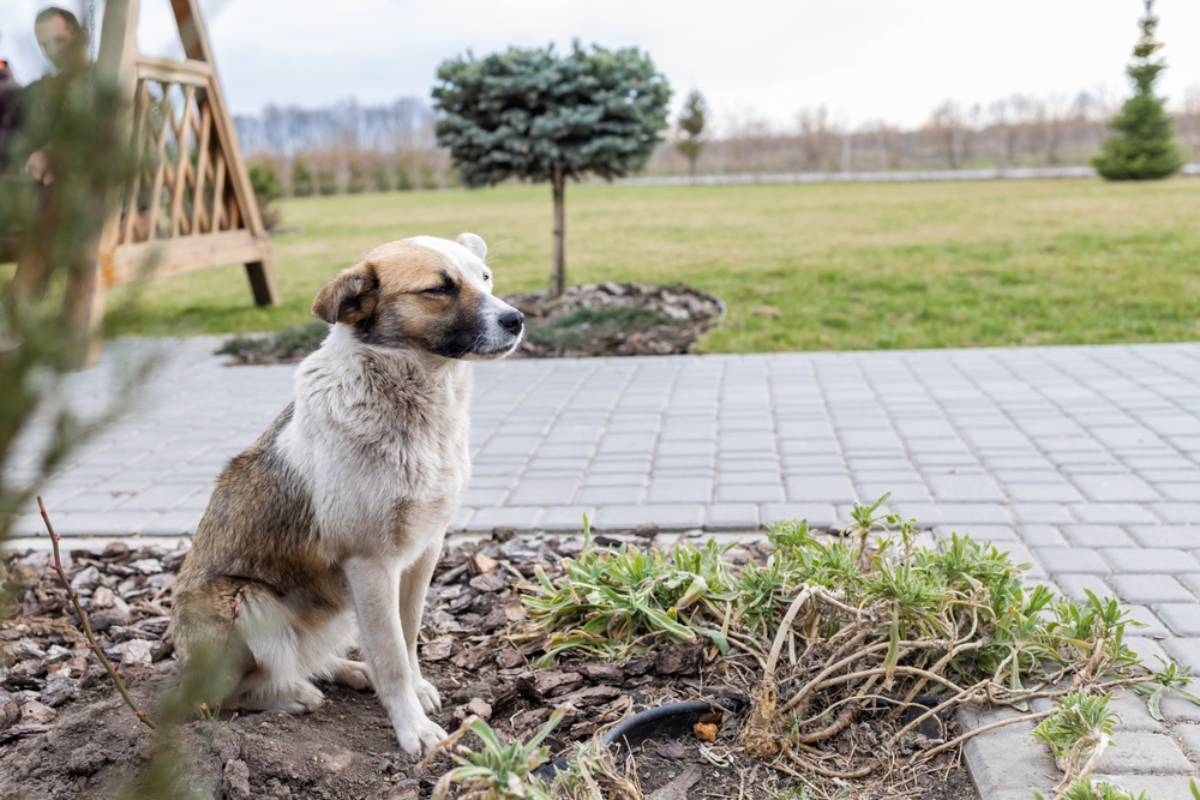 Homeowner Spends Two Years Building a Thriving Vegetable Garden, Then Her Neighbor's Dog Starts Digging Through the Fence and Destroying Her Crops