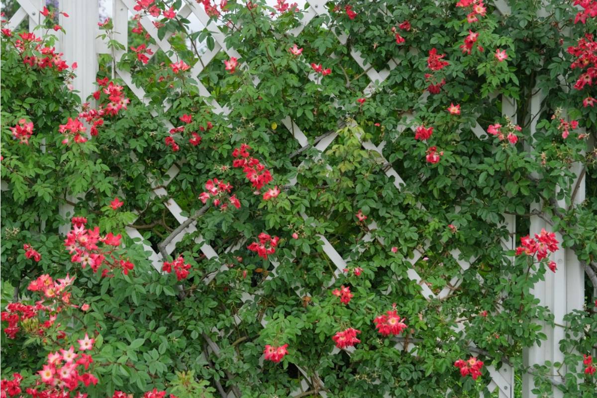 Homeowner Spent an Entire Summer Transforming a Waterlogged Property Line Into a Garden, Then Her Neighbor Suddenly Objected to a Tiny Decorative Fence