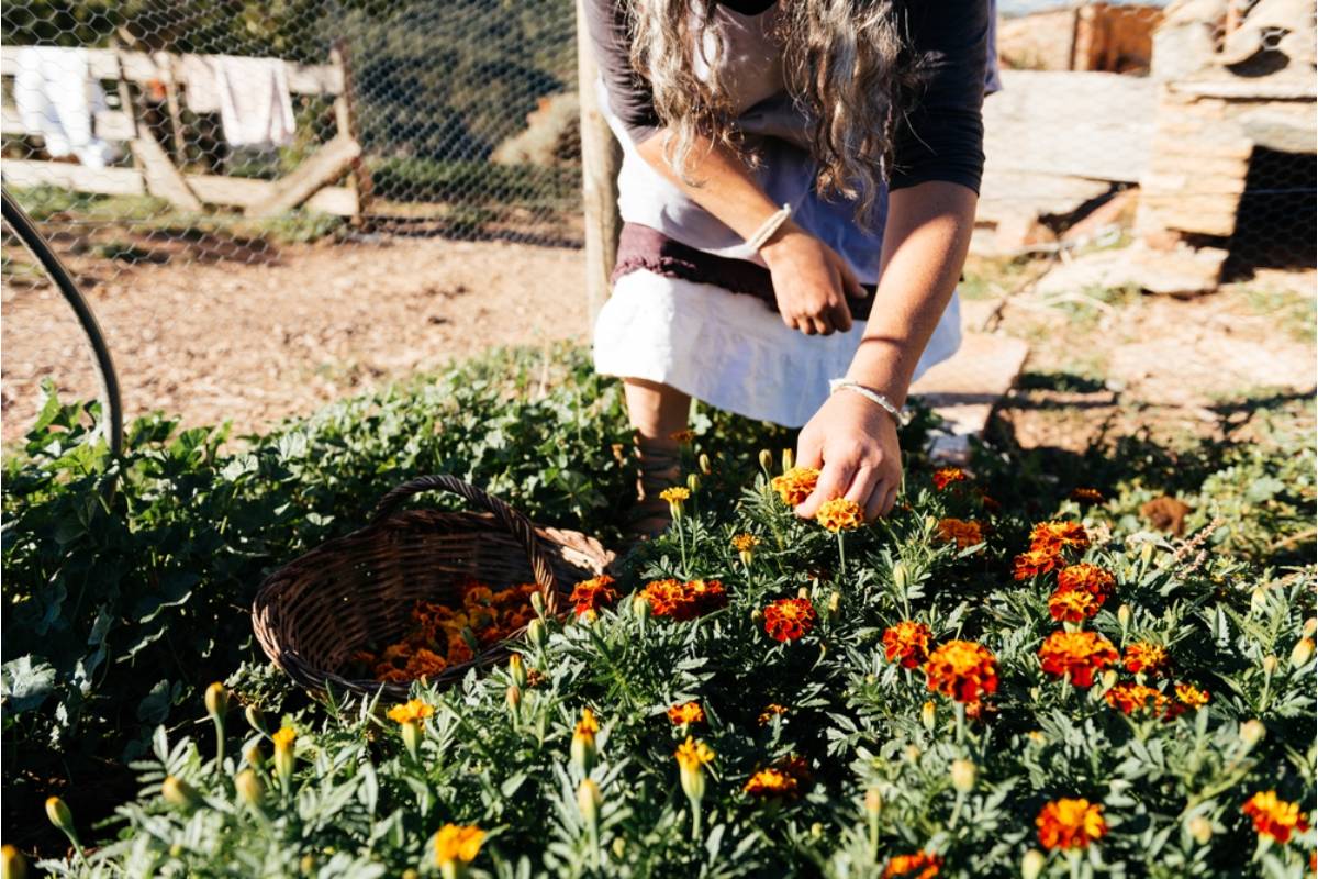 Homeowner Thought Someone Was Stealing Every Bloom From Her Front Garden, Until the Mysterious Flower Thief Left Every Stem Standing
