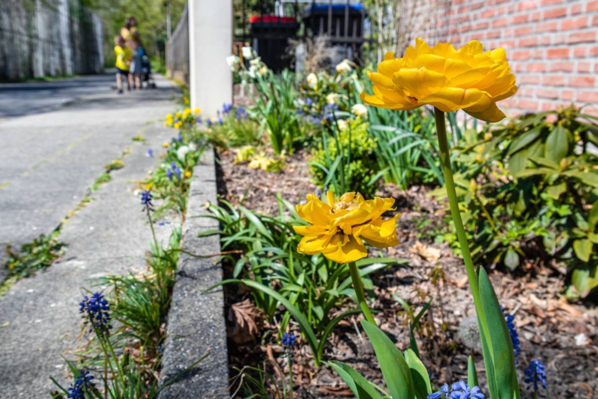 Homeowner Turned Her Suburban Lawn Into a Native Garden, Then Her HOA Changed the Rules After the Plants Were Already Blooming