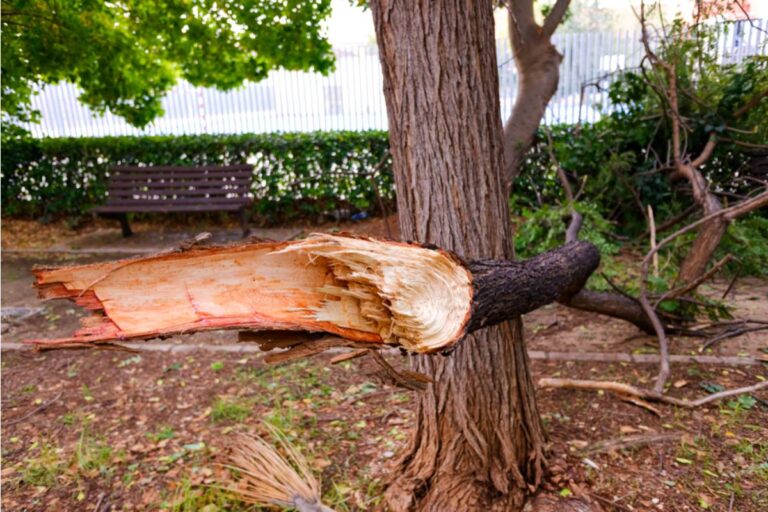 Neighbor Demands $5,500 Tree Removal After Branches Start Falling, But the Tree's Strange History May Be the Real Problem