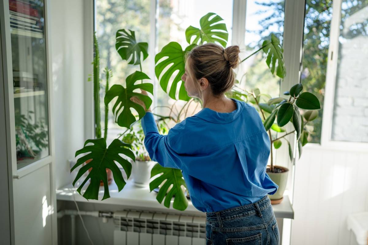 Plant Lover Spent Four Years Keeping a Giant Monstera Alive, Then One Hot Day in the Greenhouse Finally Gave Her Permission to Let It Go