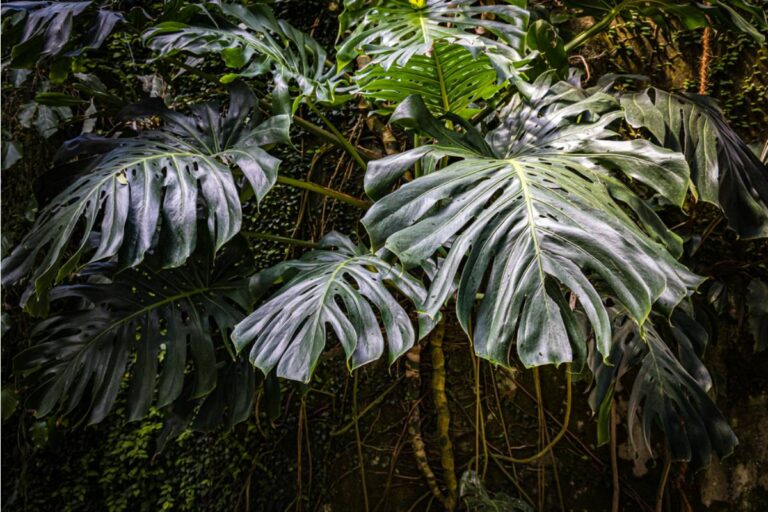 Renter Says Her Landlord’s Wife Came to Prune the Property, Then Nearly Destroyed the Massive Monstera She Had Grown for Years