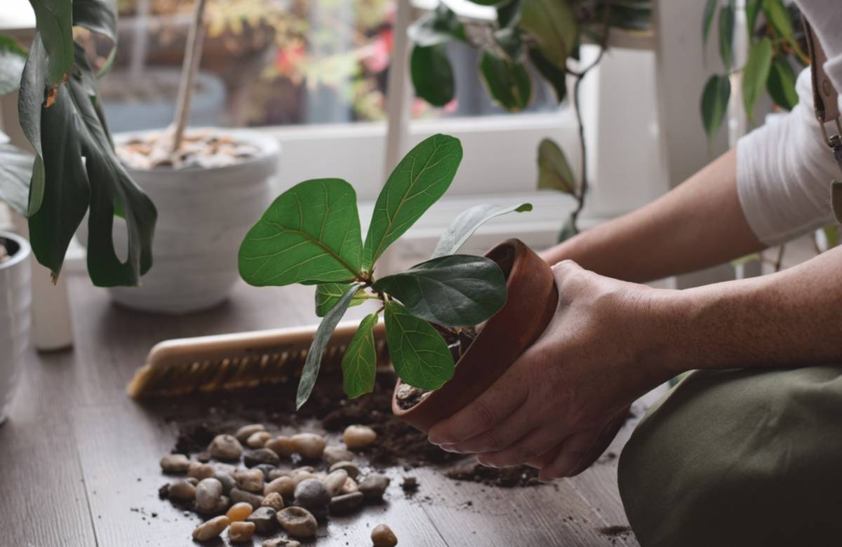 Roommates Says Their Indoor Plant Was Easy to Care For, Then a Homeowner Watered It and Discovered It Had Quietly Become a Garbage Bin