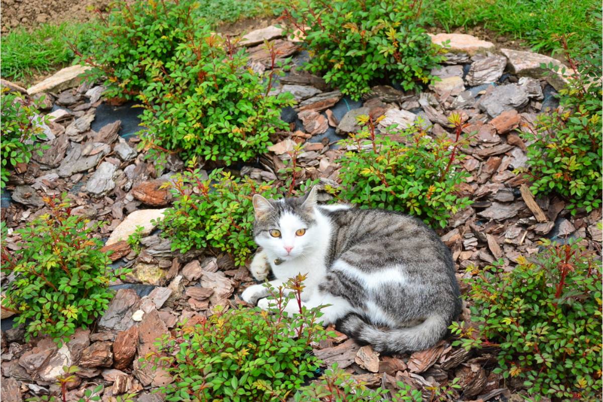 She Finally Built Her Dream Vegetable Garden, Then Her Neighbor’s Secret Nighttime Cat Turned the Raised Beds Into a Litter Box