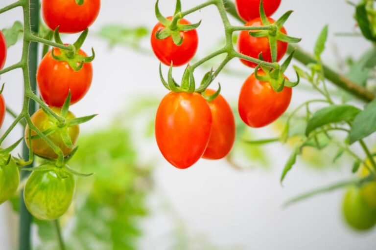 She Spent Two Months Raising Precious Heirloom Tomatoes From Seed, Then Her Husband Walked Through the Garden After Repeated Warnings