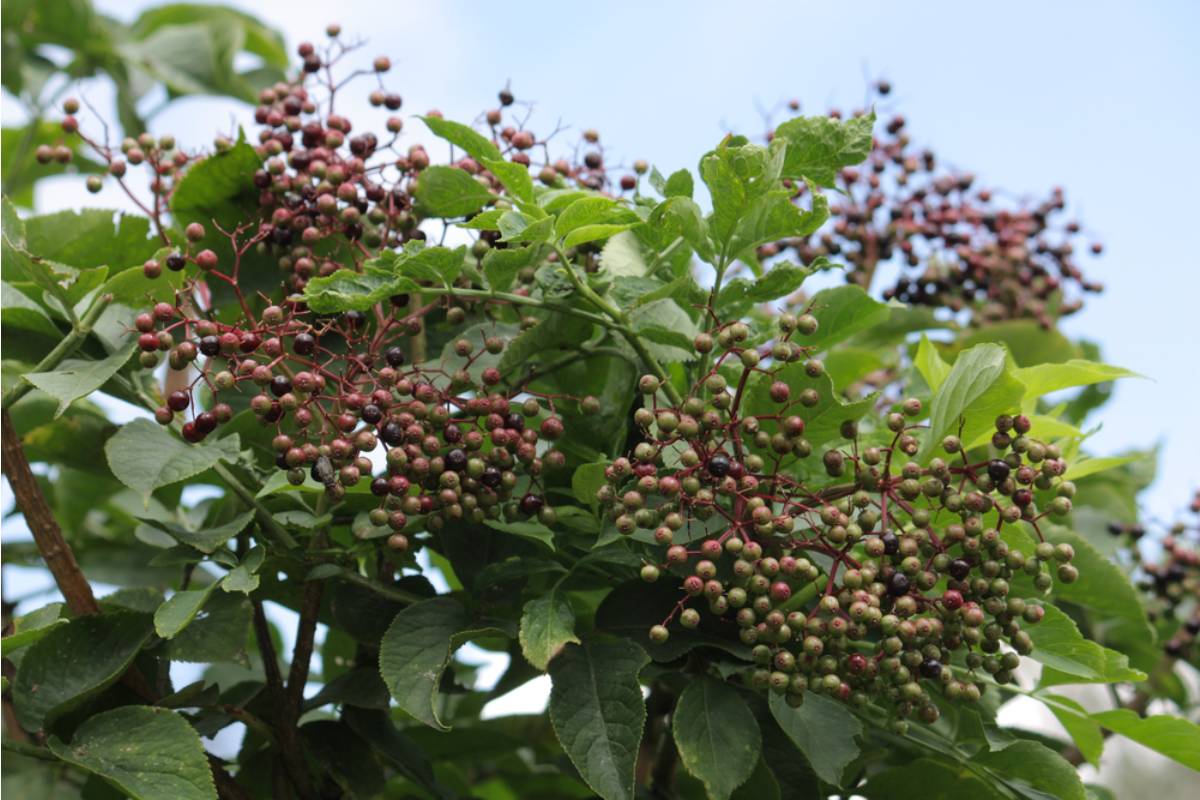 The Elderberry Trees Kept Dying in Perfect Circles, Until a Homeowner Realized Something Was Crossing the Property Line